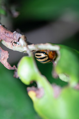 Plagiodera septemvittata