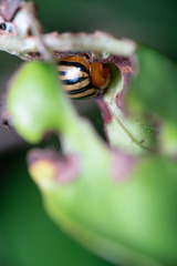 Plagiodera septemvittata
