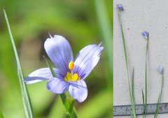 Sisyrinchium mucronatum