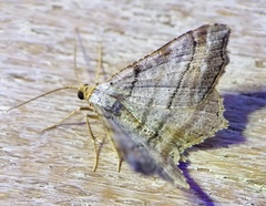 Macaria multilineata