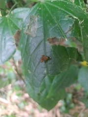 Choreutis amethystodes