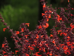 Salvia rubescens