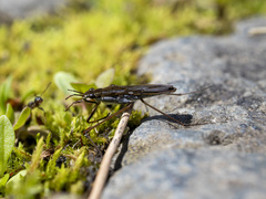 Gerris latiabdominis