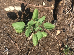 Physalis missouriensis