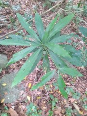 Machilus japonica
