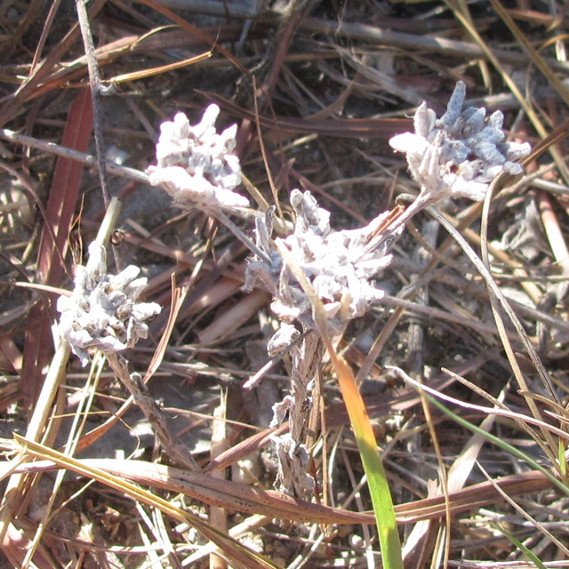 rabbit tobacco effects flathead rabbit tobacco (Diaperia prolifera) · iNaturalist