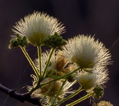 Albizia amara