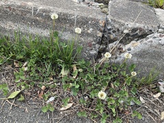 Trifolium repens