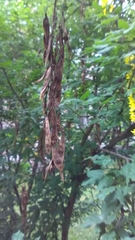 Laburnum anagyroides