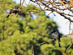 Melaenornis pammelaina ater