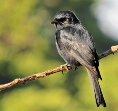 Melaenornis pammelaina ater