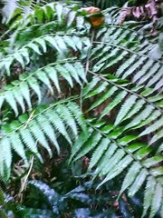 Diplazium taiwanense