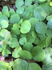 Desmodium rotundifolium