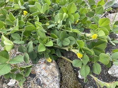 Medicago lupulina
