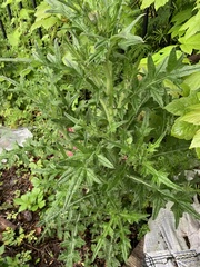 Cirsium vulgare
