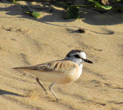 Charadrius marginatus mechowi