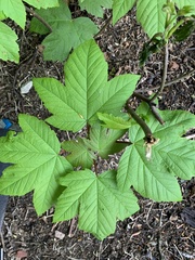 Acer pseudoplatanus