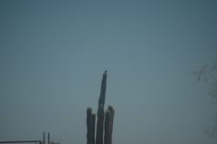 Toxostoma curvirostre