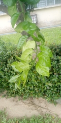 Angiospermae