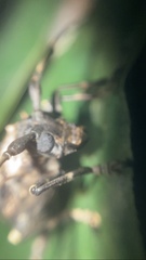 Polyrhaphis michaeli