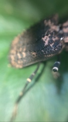 Polyrhaphis michaeli