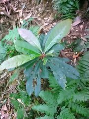 Elaeocarpus decipiens