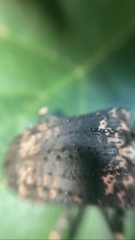 Polyrhaphis michaeli