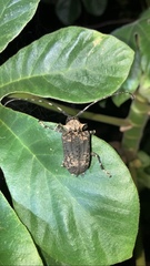 Polyrhaphis michaeli