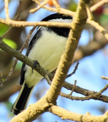 Batis molitor molitor