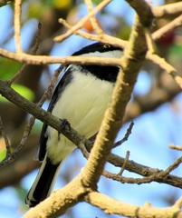 Batis molitor molitor