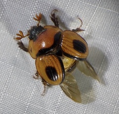 Bolbocerosoma confusum