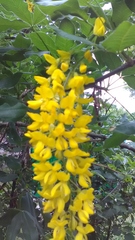 Laburnum anagyroides