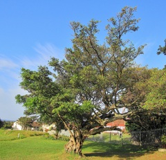 Ficus natalensis