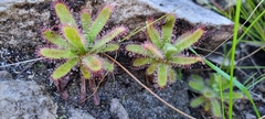 Drosera ericgreenii