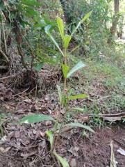 Anthocleista grandiflora