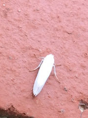 Prodoxidae