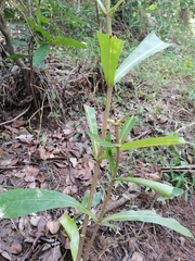 Anthocleista grandiflora