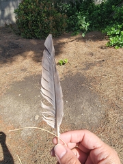 Columba livia domestica