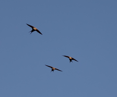 Cheramoeca leucosterna