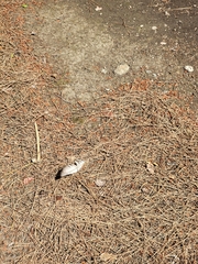 Columba livia domestica