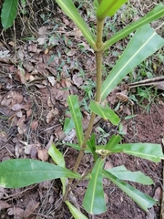 Anthocleista grandiflora