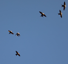 Cheramoeca leucosterna