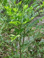 Zanthoxylum avicennae