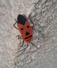 Physopelta slanbuschii