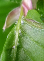 Aceria tenella