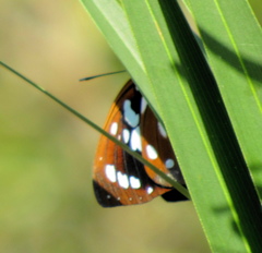 Charaxes wakefieldi