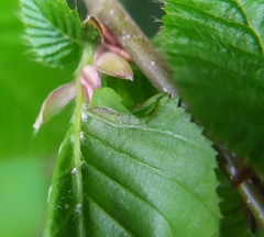 Eotetranychus carpini