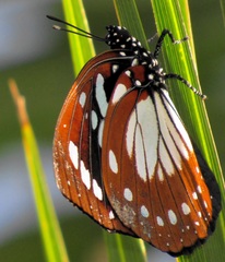 Charaxes wakefieldi