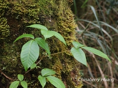 Toxicodendron orientale