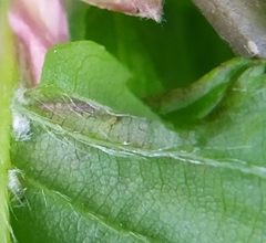 Eotetranychus carpini